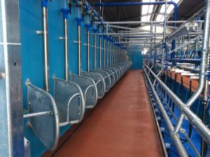 In Parlour Batch Feeders Cookstown Dairy Services