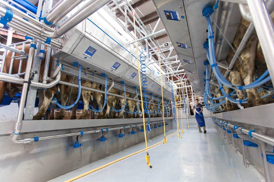 Gallery Cookstown Dairy Services