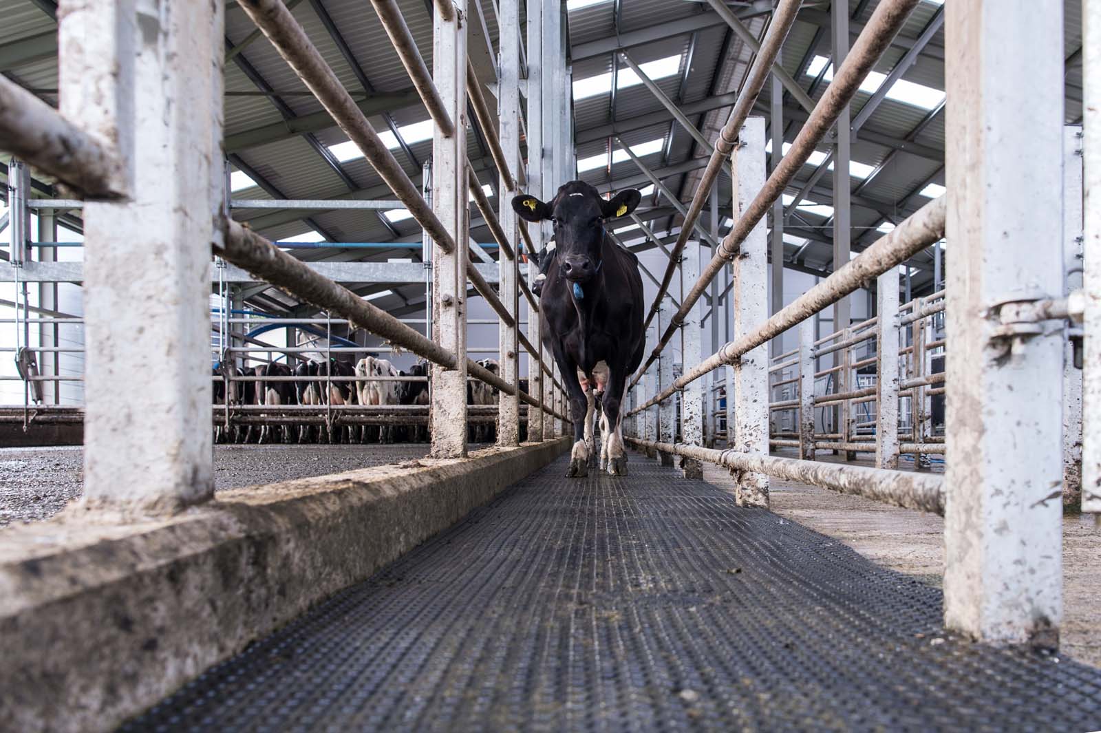Cow Mats Cookstown Dairy Services